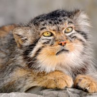 Manul