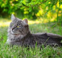 Lazy cat outdoors
