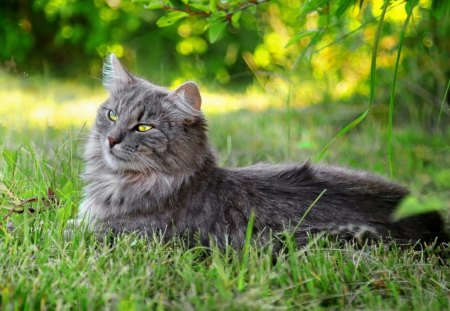 Lazy Cat Outdoors - Cats & Animals Background Wallpapers On Desktop 