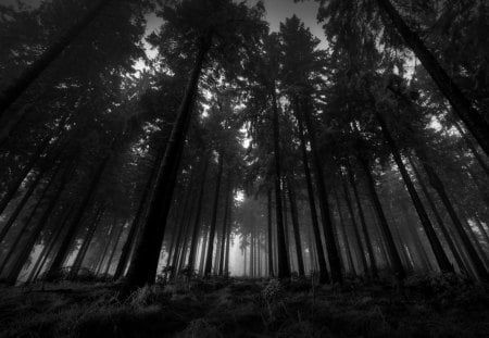 In the dark forest - nature, darkness, dark, forest