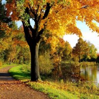 Autumn riverbank