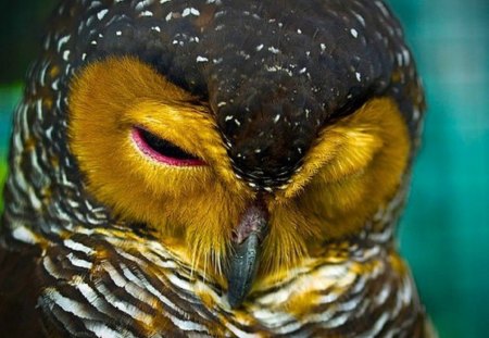 I'm Awake - gold-faced, animals, owl, sleepy, birds