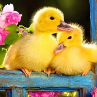 Duckling