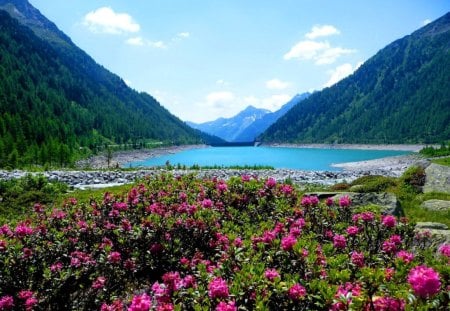 Lake flowers - summer, coast, blue, pink, reflection, mountain, flowers, fresh, shore, riverbank, cliffs, waters, lake, sky, clouds, freshness, slopes, river, nature