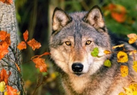 Misterious eyes - autumn, scary, trees, eyes, wolves, fall, grey, look, branches, misterious, wolf, woods, forest, lonely, wild, beautiful, animal