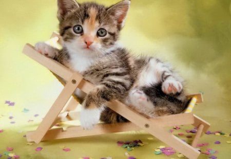 Kitty on small chair - nice, fluffy, joy, sunbed, petals, look, cute, little, adorable, cat, kitty, wooden, funny, lovely, kitten, chair, beautiful, animal, sweet, small