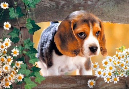 Take me home! - sadness, beagle, take, dog, love, sweet, home, leaves, flowers, daisies, animal, sad, cute, adorable, puppy, sorrow