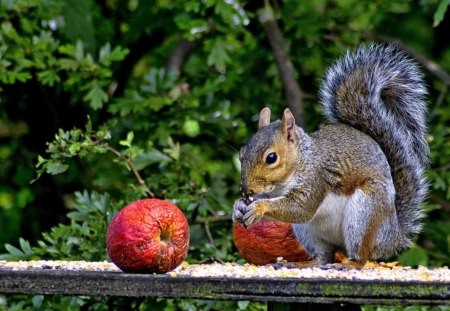 Autumn snack - apple, red, animal, cute, snack, squirrel, leaf, tree, day, autumn, green