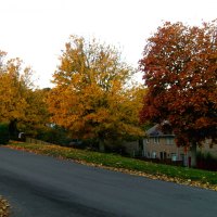 Autumn trees