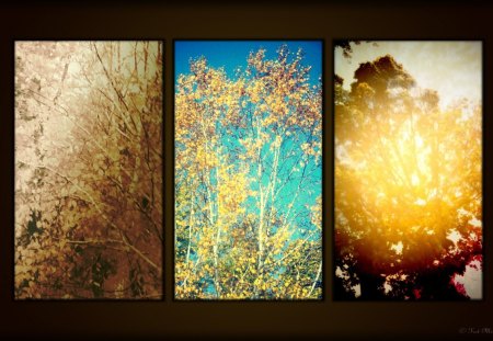 The Days of Fall - fall, autumn, trees, leaves, fall colors