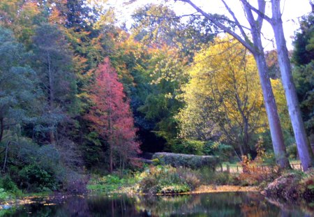 end of the pond - trees, pond, leaves, autumn