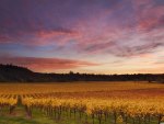 Russian River Valley California