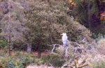 Heron waiting for food