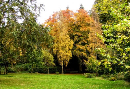 Colourful trees - trees, golden, leaves, autumn