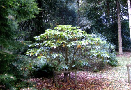 New to the nature walk - nature, tree, new, autumn