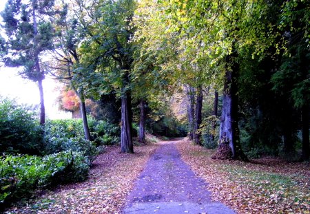 A walk through the nature trail - trail, trees, nature, leaves