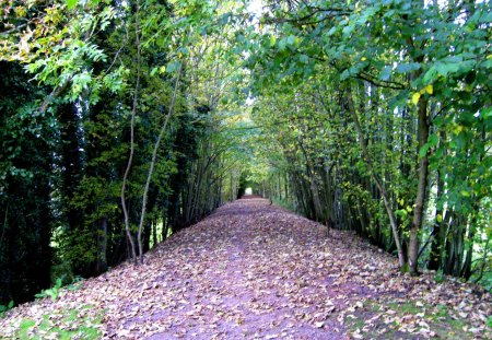 Tunnel of trees - nature, trail, trees, tunnel