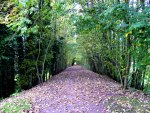 Tunnel of trees