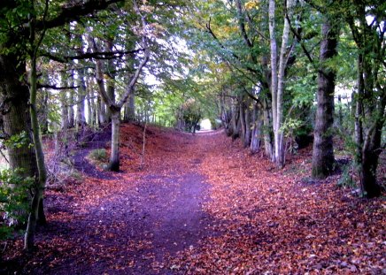 Light at the end of the tunnel - trail, trees, nature, leaves