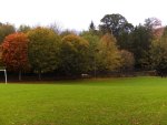 Colourful leaves