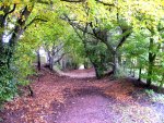 Another view of the tunnel of trees