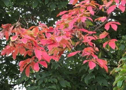 Autumn Arrives - leaves, autumn, branch, red