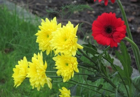 Scarlet Intruder - flowers, grass, plants, petals