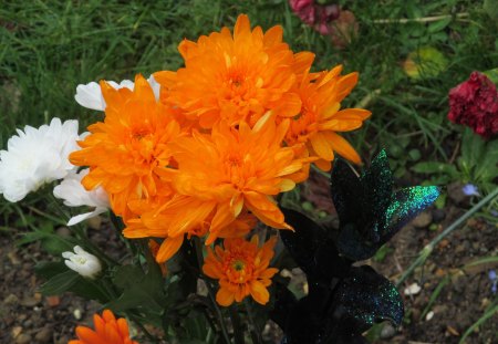 Orange Fushion - plants, flowers, grass, petals