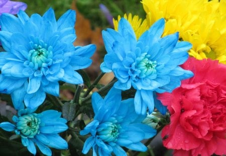 Vivid Blue - flowers, grass, plants, petals