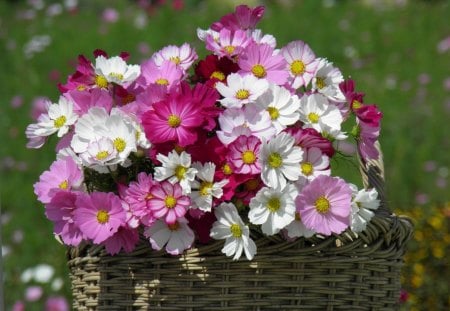 *** Cosmos in basket ***