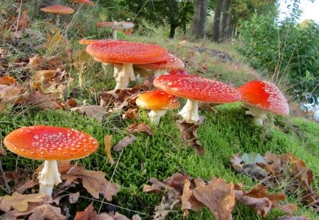 *** Red toadstools *** - czerwone, natura, muchomory, grzyby