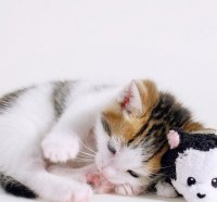 cute kitten & panda toy