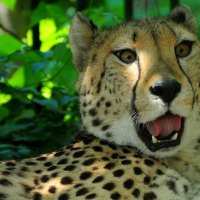 GEPARD