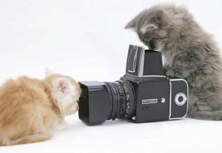 kittens photographers - cats, camera, sweet, funny