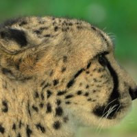 GEPARD