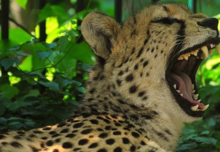 GEPARD - cheetah, zoo, vienna, gepard