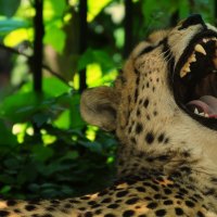 GEPARD