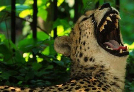 GEPARD - vienna, cheetah, gepard, zoo