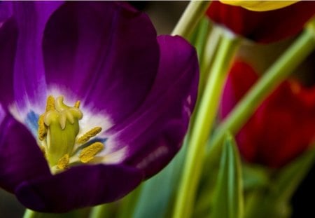 Tulips - hd, nature, tulips, wallpaper, spring, flower