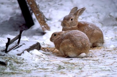 Rabbits - rabbits, nature, hd, animals, wallpaper, cute