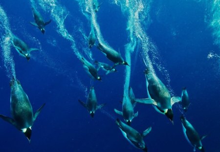 *** Penguins in the deep sea ***