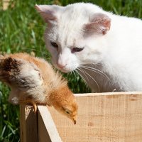 Cat and Chick