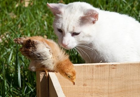 Cat and Chick - bird, friends, chick, cat