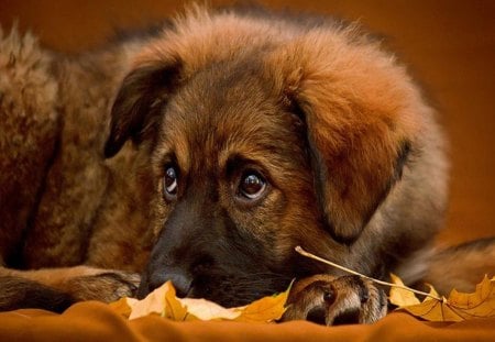 Cutieâ™¥ - fall, animals, love, leaves, forever, cutie, dogs, colors, autumn