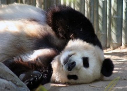 Panda - white, panda  relaxing, bear, black