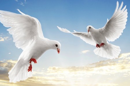 pair of white doves in the sky - white, pair, doves, sky