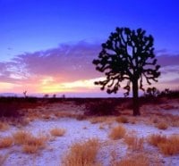 tree in winter