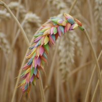 Rainbow wheat