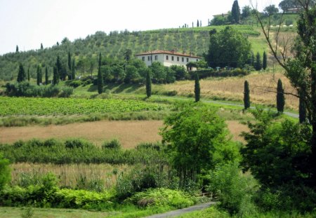 Lovely Tuscany - fields, farm, sky, trees, italy, path, wine, road, nature, green, house, grass