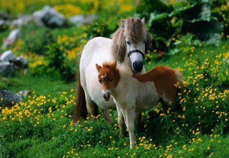 BUTTERCUP DAYS - flowers, moms and kids, ponies, fields, green, foals, landscapes, grass